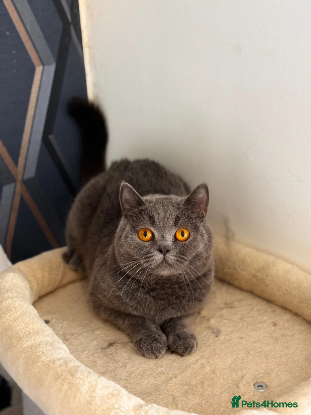 British Shorthair cats for sale: Gorgeous GCCF Active British shorthair female - Advert 2