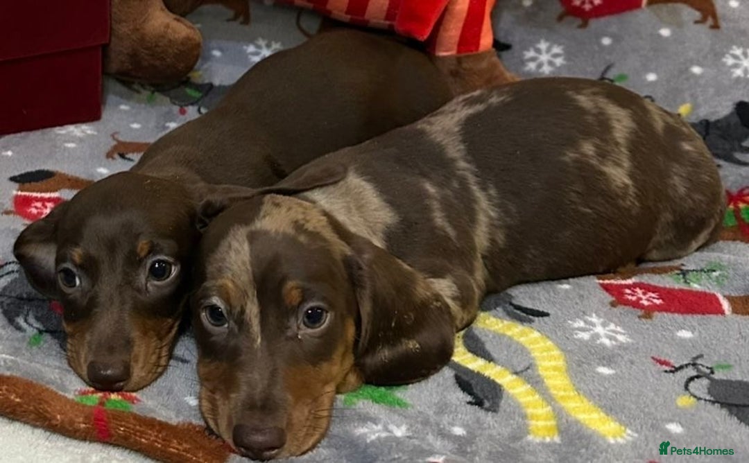 Miniature Dachshund dogs for sale: Two beautiful mini smooths available  - Advert 9