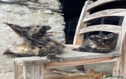 Maine Coon cats for sale: Full pedigree MaineCoon kittens  - Image 25