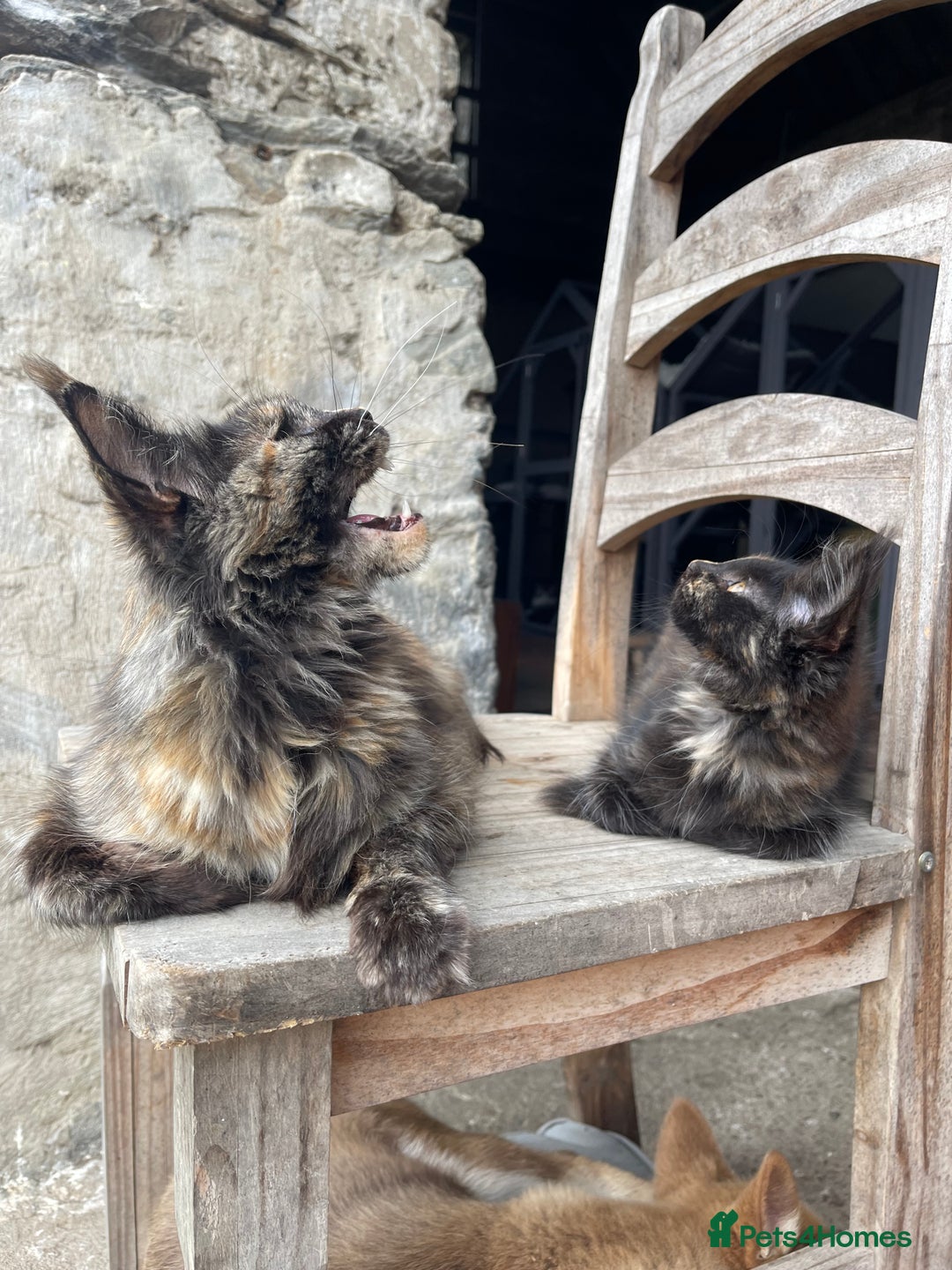Maine Coon cats for sale: Full pedigree MaineCoon kittens  - Image 25