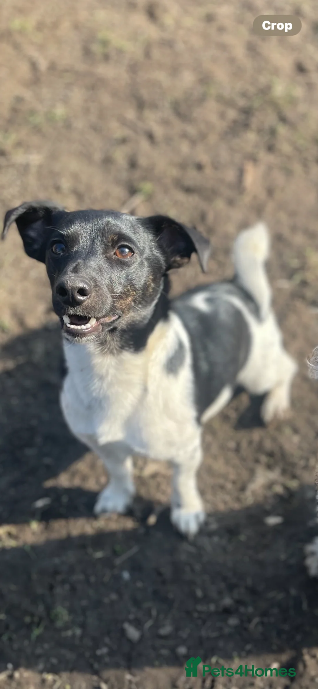 Jack Russell dogs for stud: Jack Russell For Stud - Advert 1