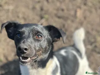 Jack Russell dogs Jack Russell For Stud - Advert 11