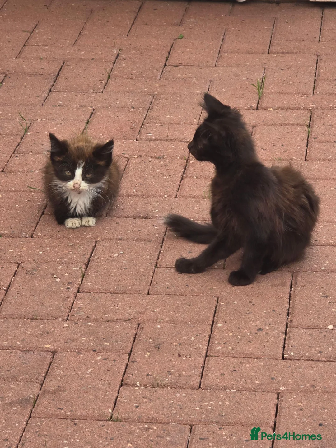 Mixed Breed cats for sale: Kittens for sale - Advert 6