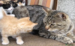 Mixed Breed cats for sale: Ginger tabby kittens - Image 8