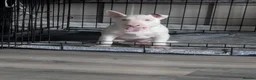 English Bull Terrier dogs for sale: English bull terrier puppies - Advert 2