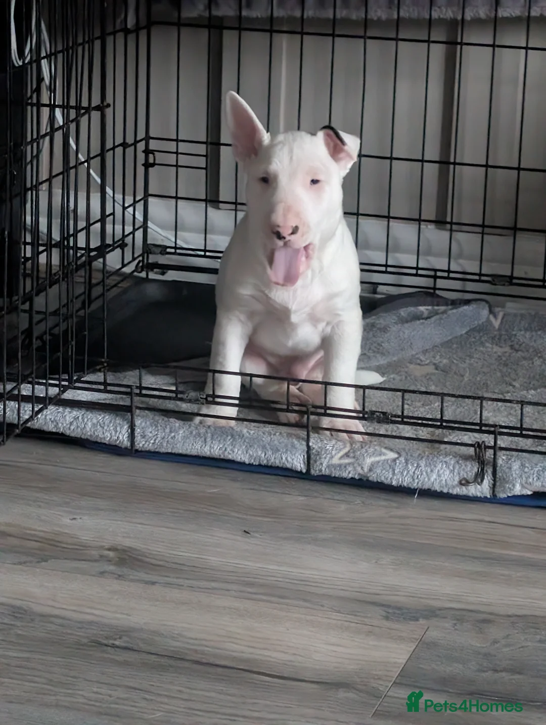 English Bull Terrier dogs for sale: English bull terrier puppies - Advert 2