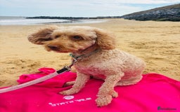 Cockapoo dogs for sale: ADORABLE 10 MONTH OLD COCKAPOO PUPPY FOR SALE - Advert 5