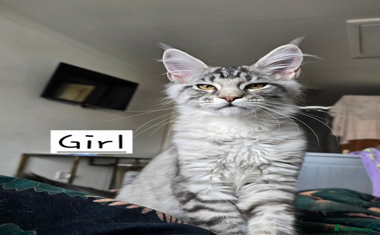 Maine Coon cats - Advert 4