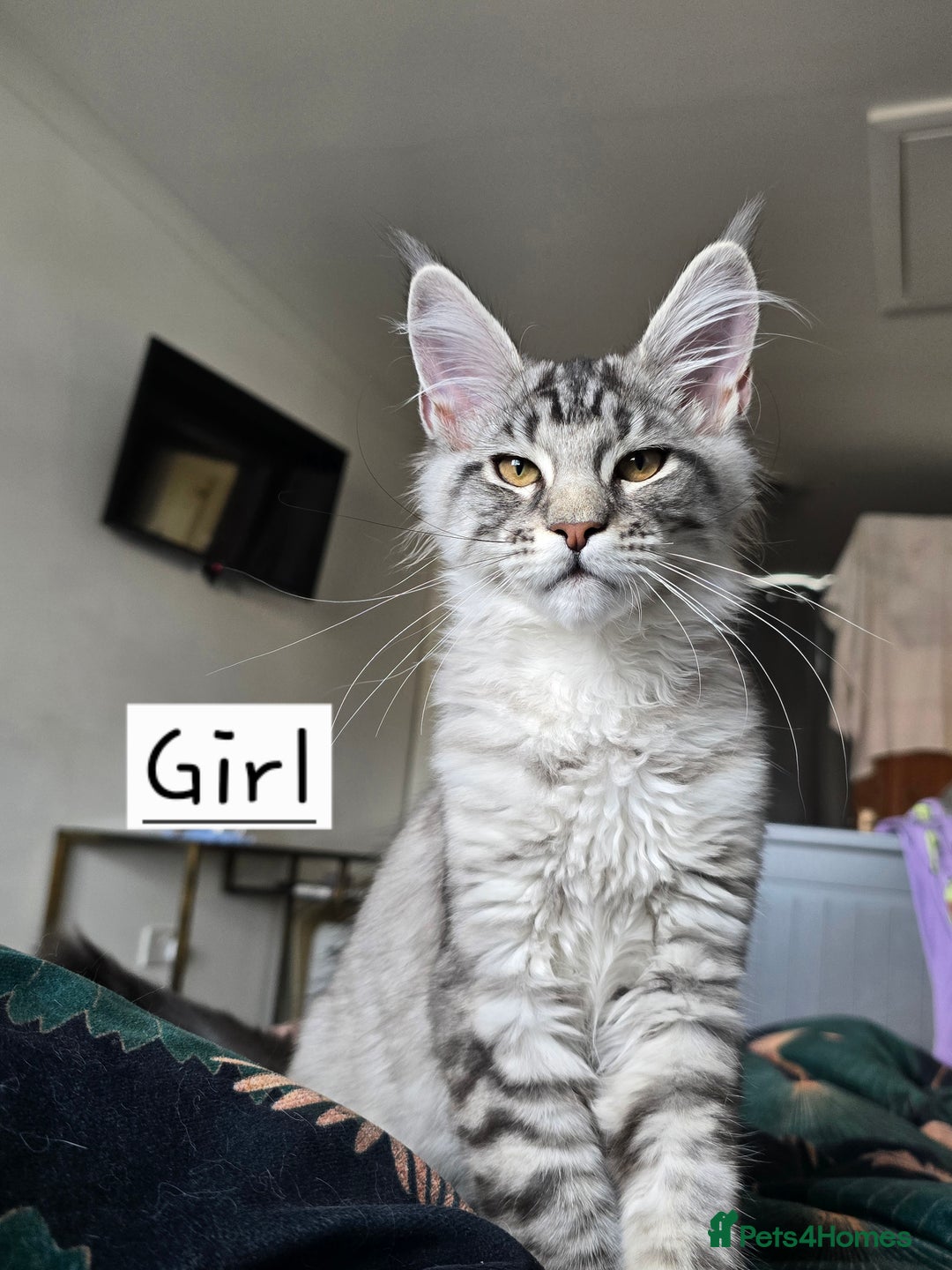 Maine Coon cats for sale: Large pedigree Tica Maine coon kittens READY  - Image 1
