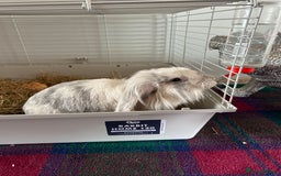 Lionhead rabbits for sale: 1 year old indoor female rabbit - Image 2