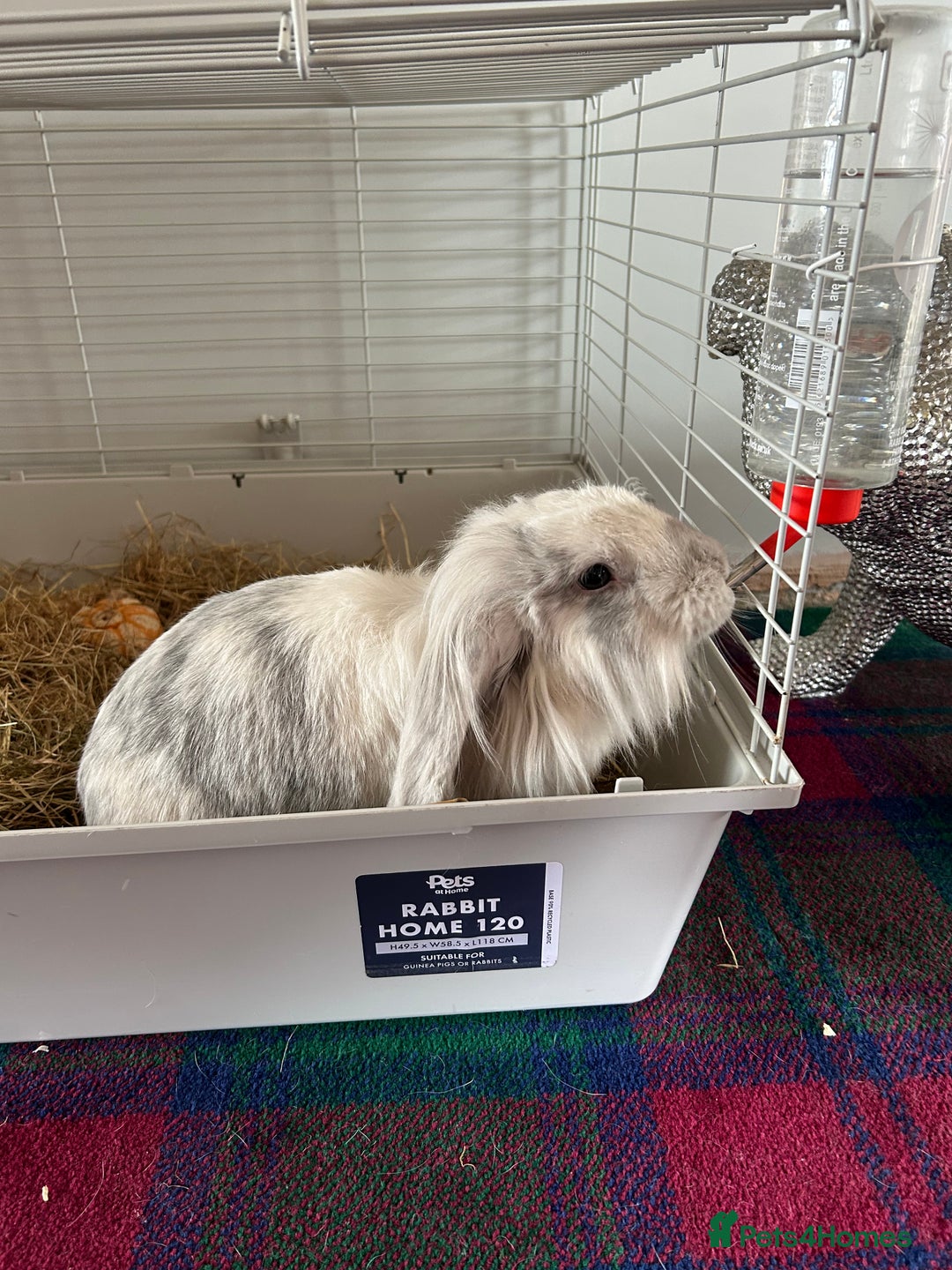Lionhead rabbits for sale: 1 year old indoor female rabbit - Image 2