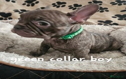 French Bulldog dogs for sale: Absolutely stunning chunky frenchbulldog puppies  - Image 2