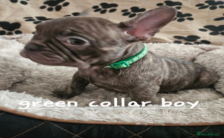 French Bulldog dogs - Advert 3