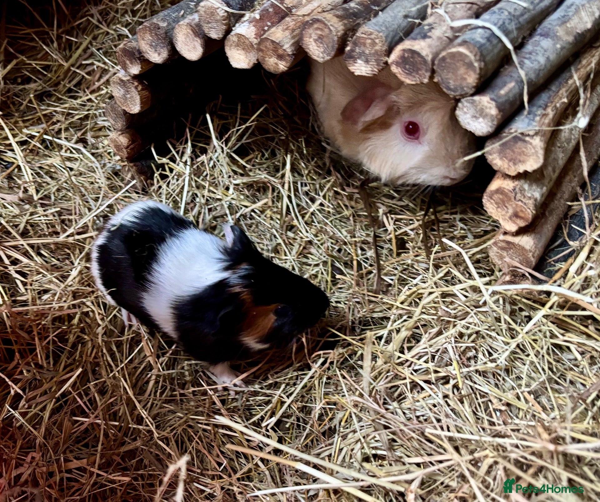 Guinea Pig rodents Baby Guinea Pigs for sale  - Advert 2