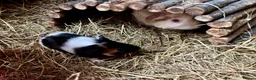 Guinea Pig rodents for sale: Baby Guinea Pigs for sale  - Advert 1
