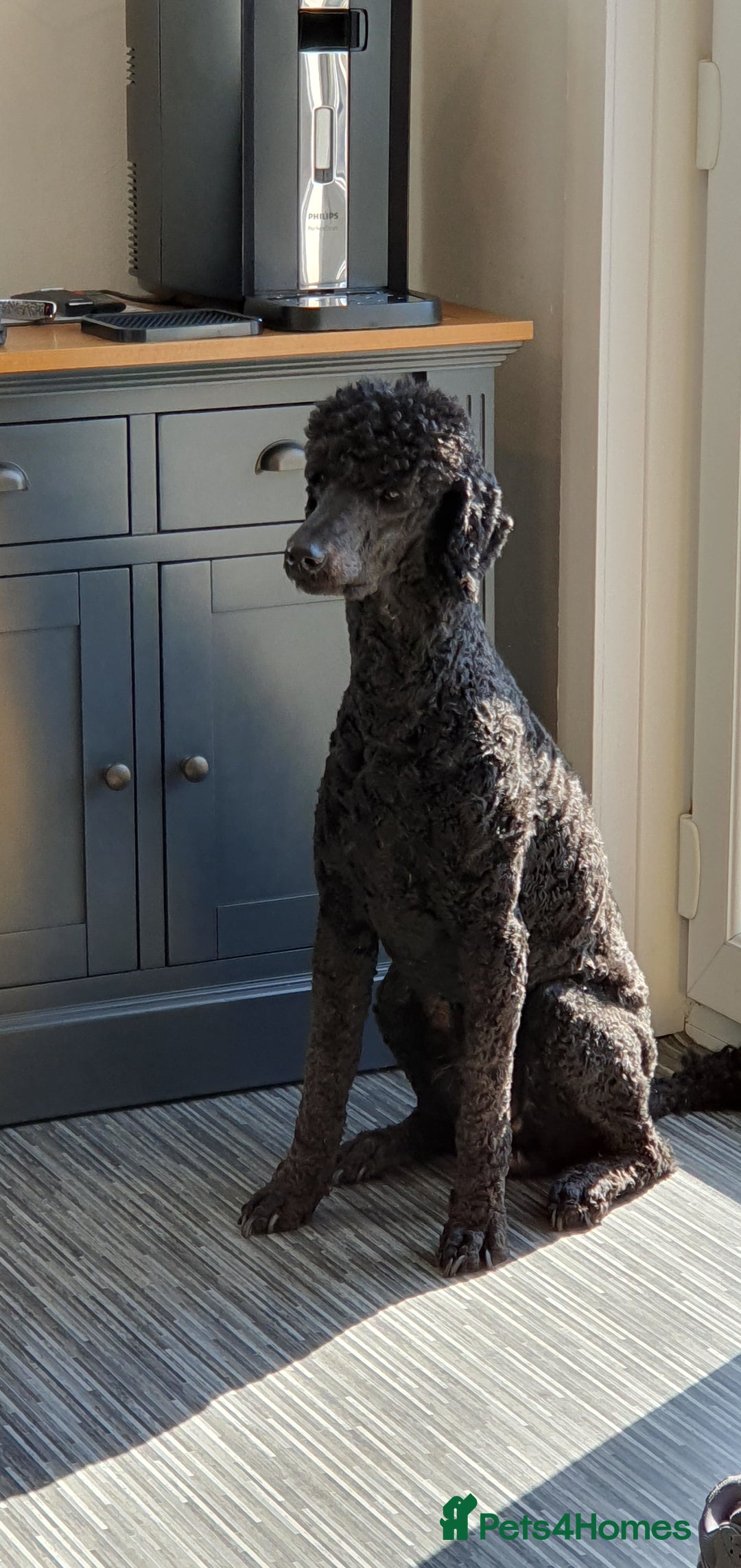 Standard Poodle dogs for stud: Stunning Black Standard Poodle for stud  in Girvan - Advert 5