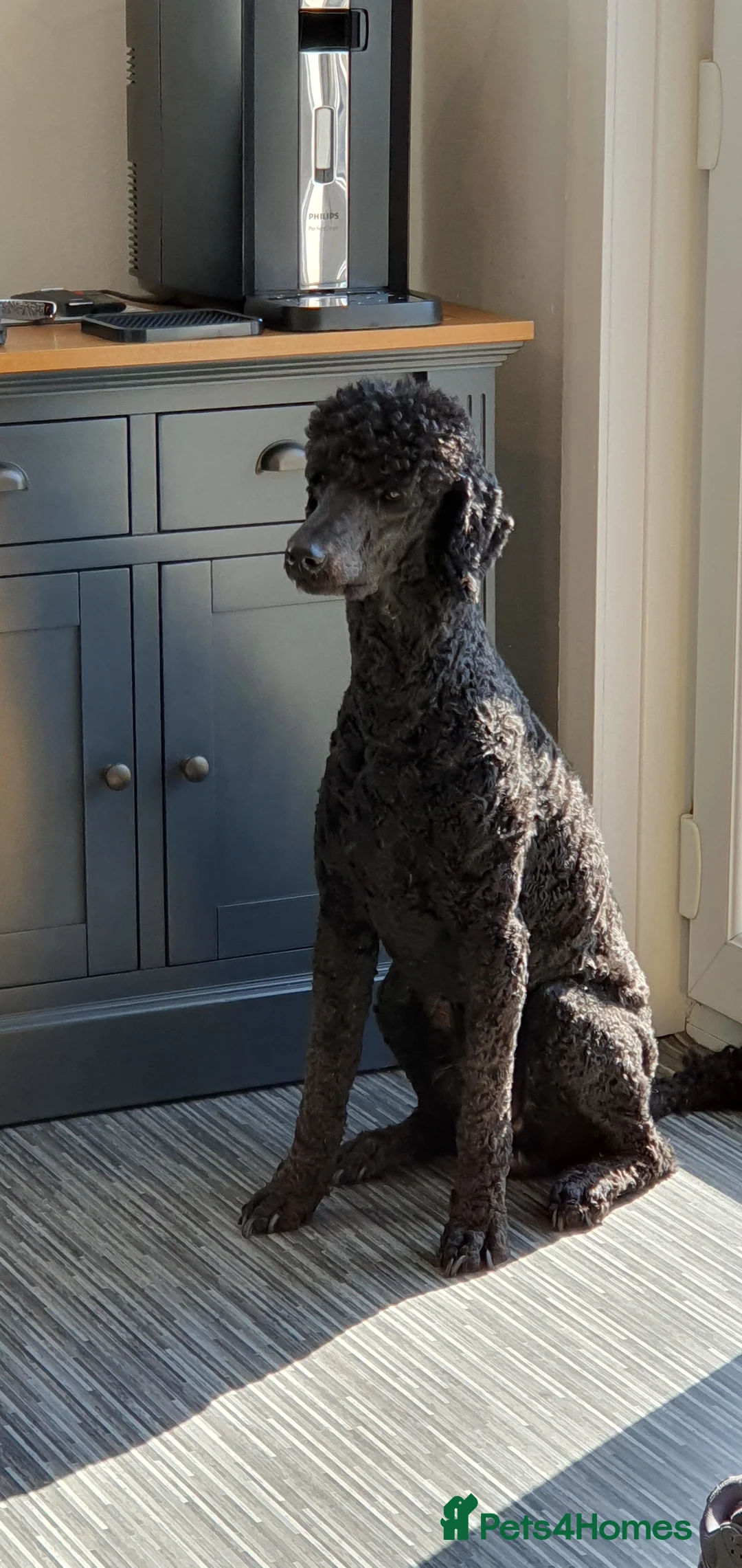 Standard Poodle dogs for stud: Stunning Black Standard Poodle for stud  in Girvan - Advert 5