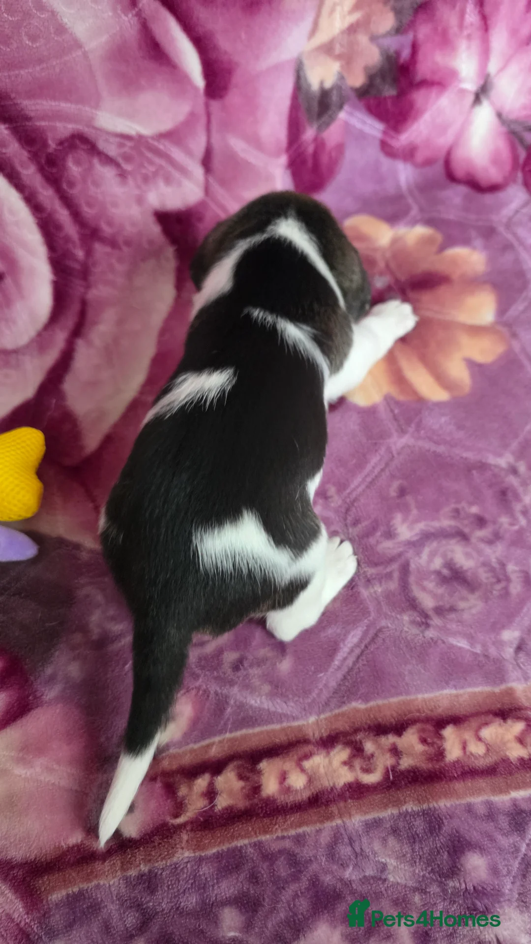 Beagle dogs for sale: Beautiful Beagle puppies looking for loving homes - Advert 18