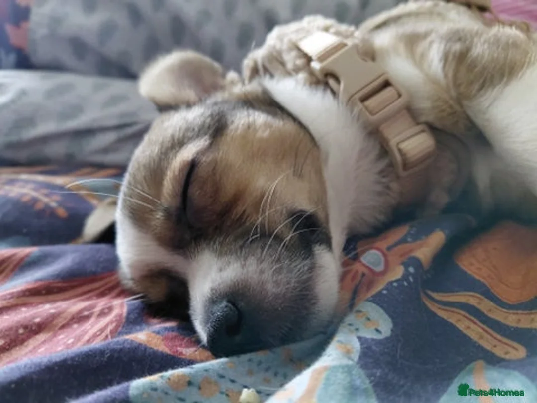 Mixed Breed dogs for sale: JACK russel X CHIHUAHUA x shitzu  - Advert 1