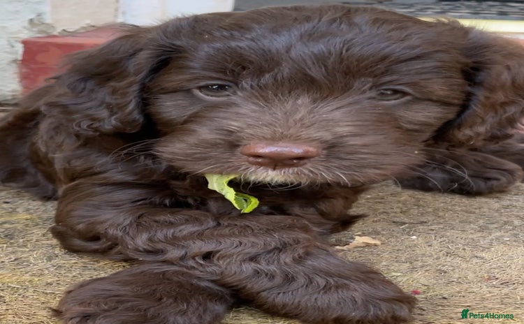 Mixed Breed dogs - Advert 2