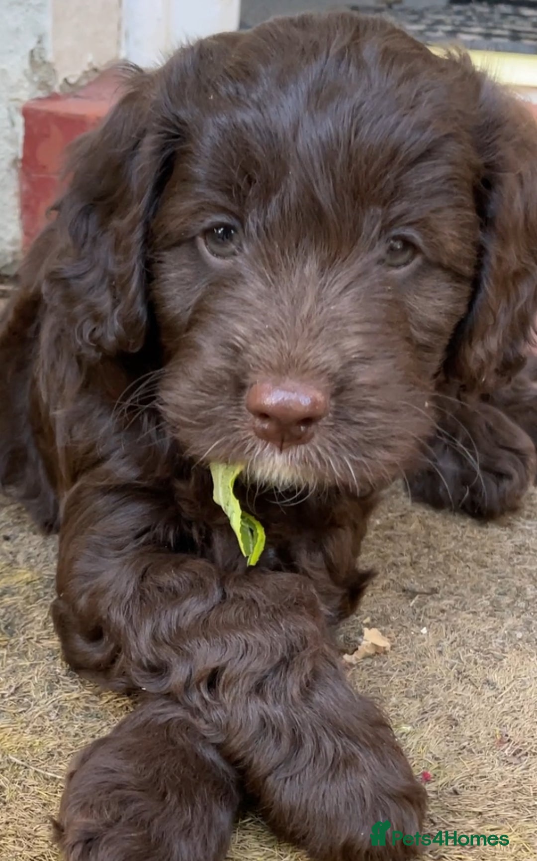 Mixed Breed dogs for sale: Sproodle cockapoo puppies  - Image 1