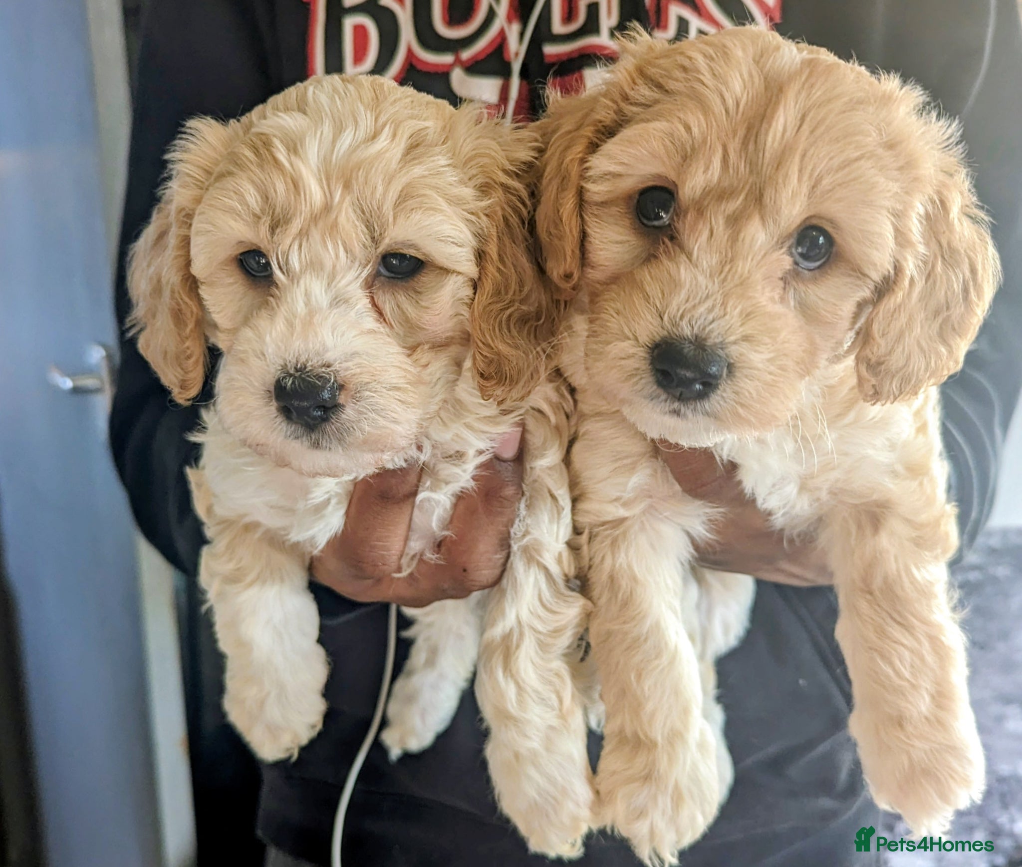 Cavapoochon dogs for sale: Cavapoochon puppies  - Advert 2