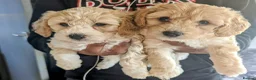 Cavapoochon dogs for sale: Cavapoochon puppies  - Advert 1