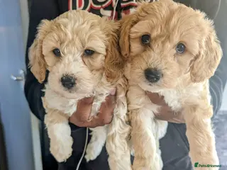 Cavapoochon dogs for sale: Cavapoochon puppies - Advert 2