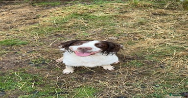 Sproodle dogs Gorgeous sproodle puppies - Family raised - Advert 5