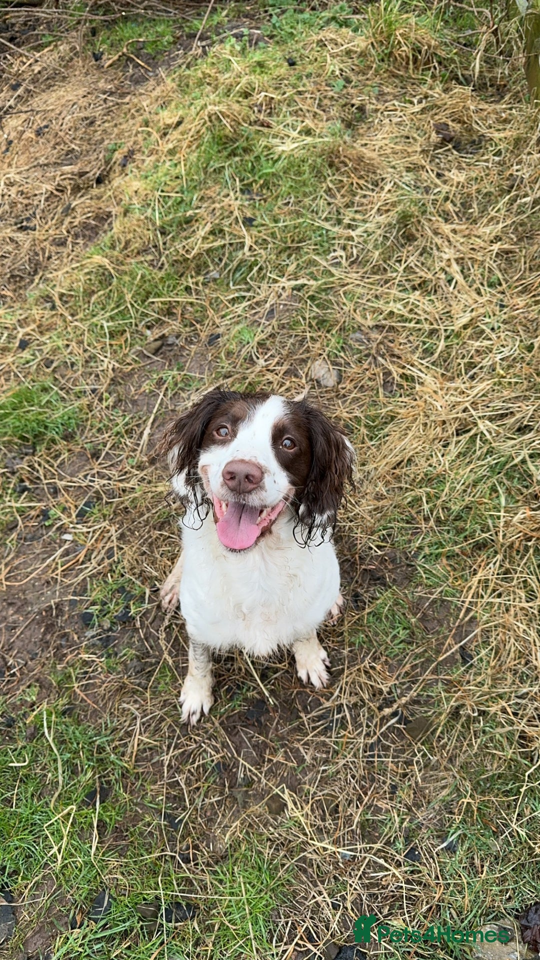 Sproodle dogs for sale: Gorgeous sproodle puppies - Family raised - Advert 2