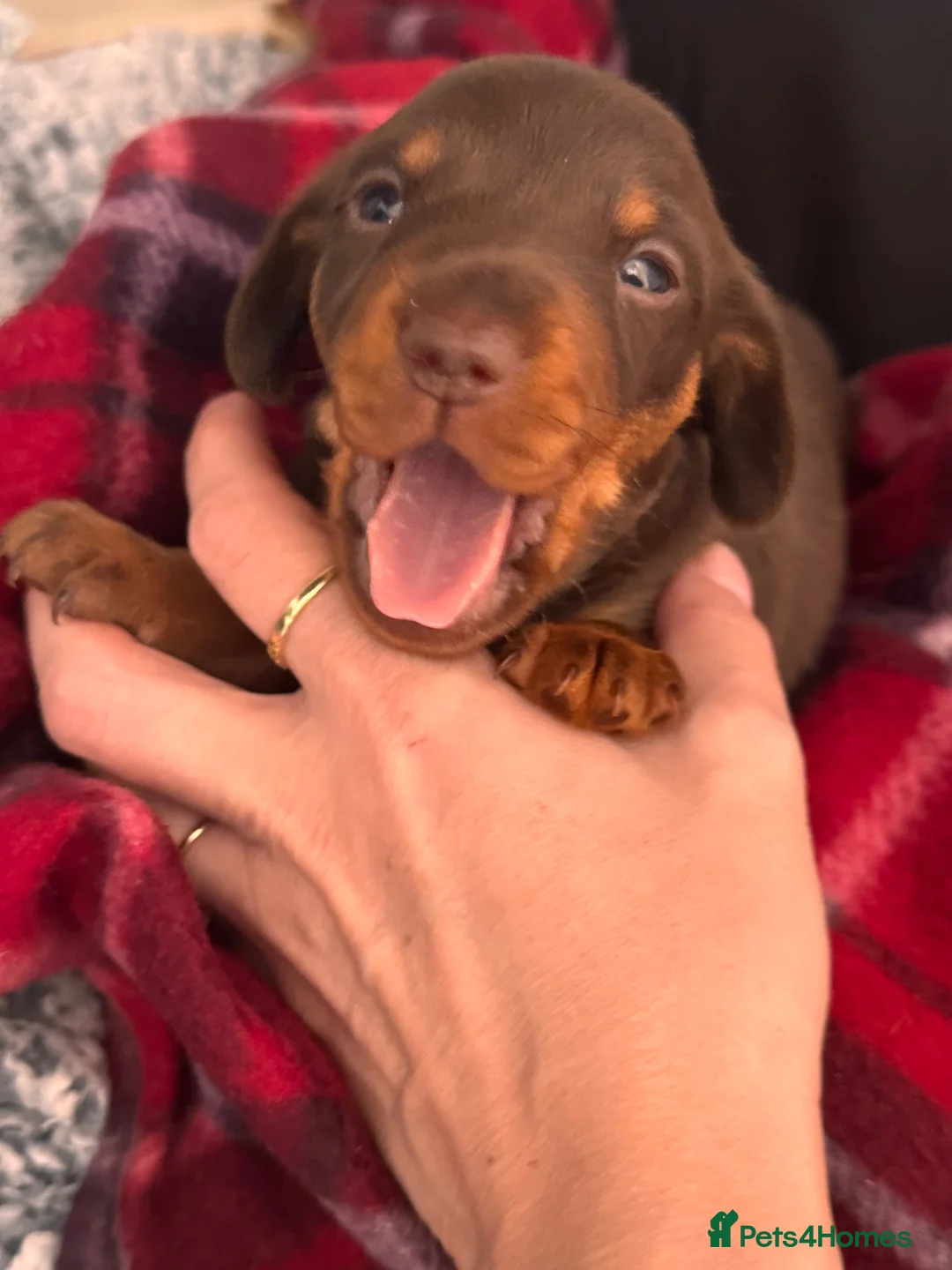 Miniature Dachshund dogs for sale: Miniature Dachshund Puppies 3 Girls & 1 Boy 🐾 - Advert 2