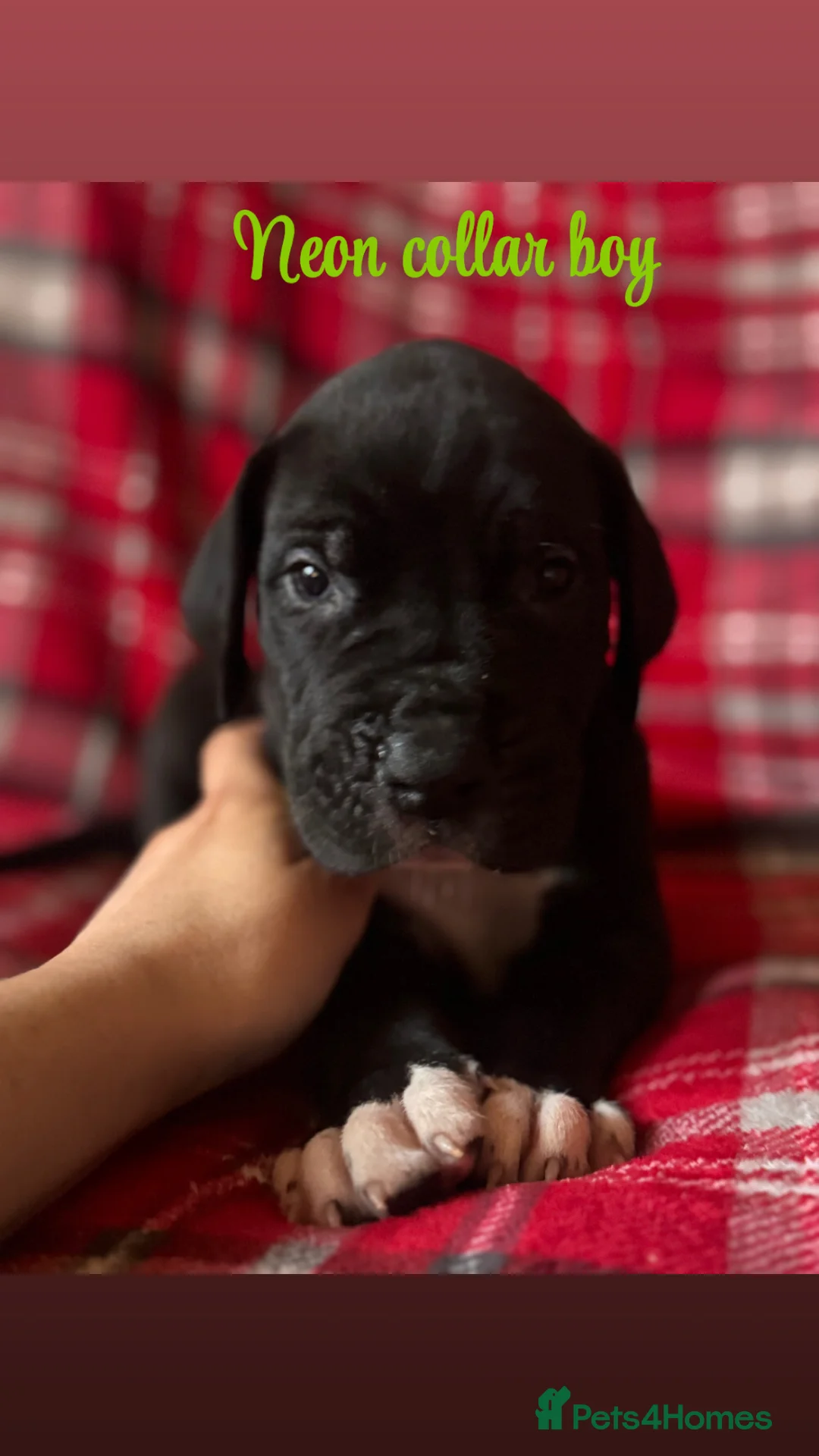 Great Dane dogs for sale: KC registered Great Dane pups - Advert 2