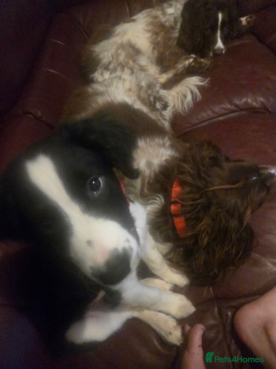 Sprollie dogs for sale: black and white collie cross springer spaniel  - Advert 3