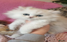 Persian cats for sale: 💖Beautiful Pedigree Chinchilla Persian Kittens. - Advert 2