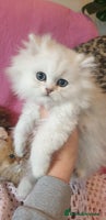 Persian cats 💖Beautiful Pedigree Chinchilla Persian Kittens. - Advert 5
