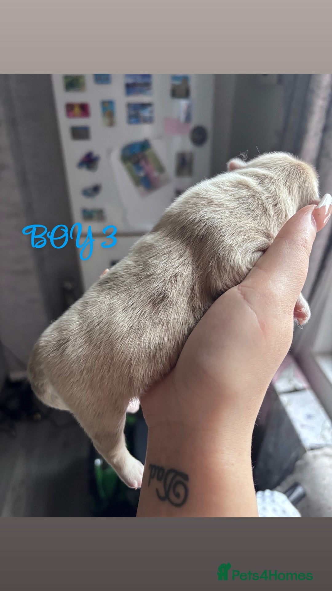 Mixed Breed dogs for sale: Chowpom puppies - Advert 13