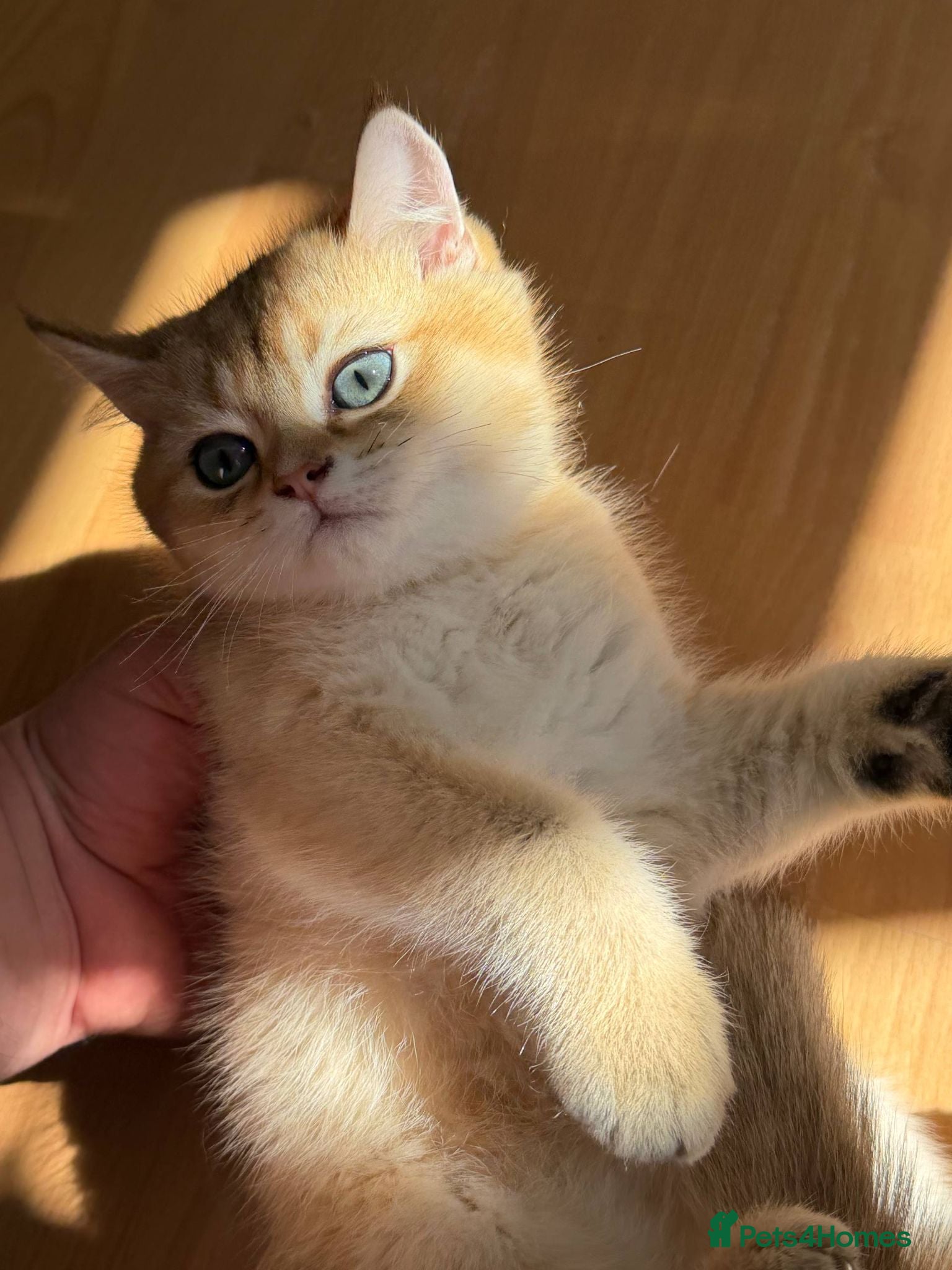 British Longhair cats VACCINATED HEALTH CHECKED 3 TIMES LOOKING FOR HOME - Advert 1