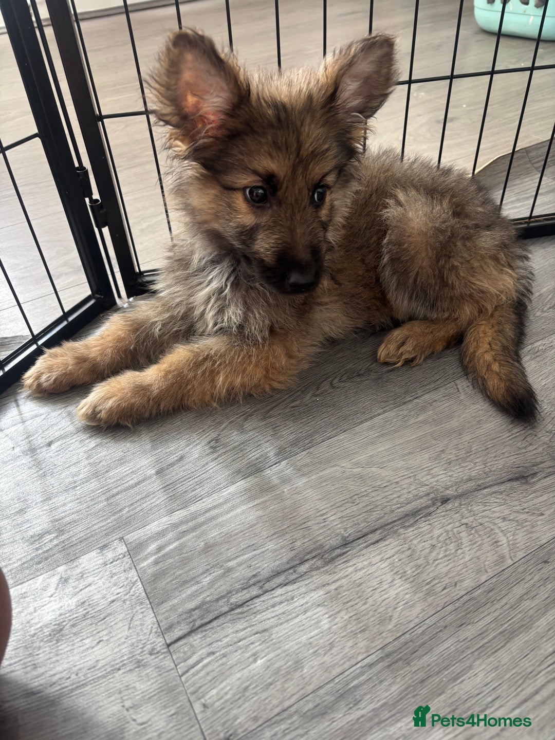 German Shepherd dogs for sale: German Shepard puppies - Image 4