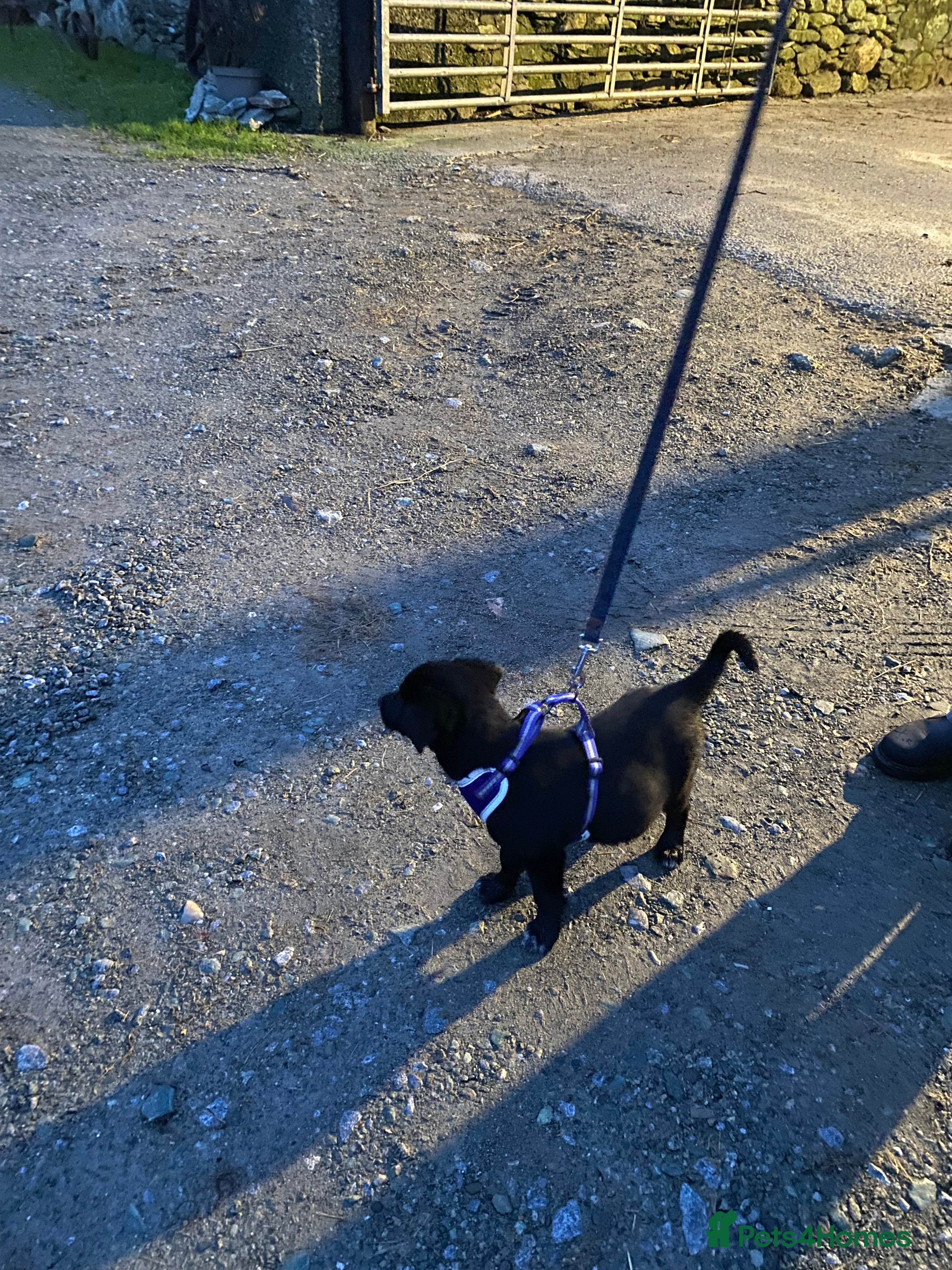 Mixed Breed dogs One little male Labrador x collie - Advert 12