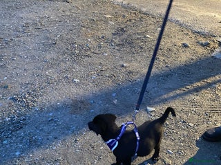 Mixed Breed dogs One little male Labrador x collie - Advert 12