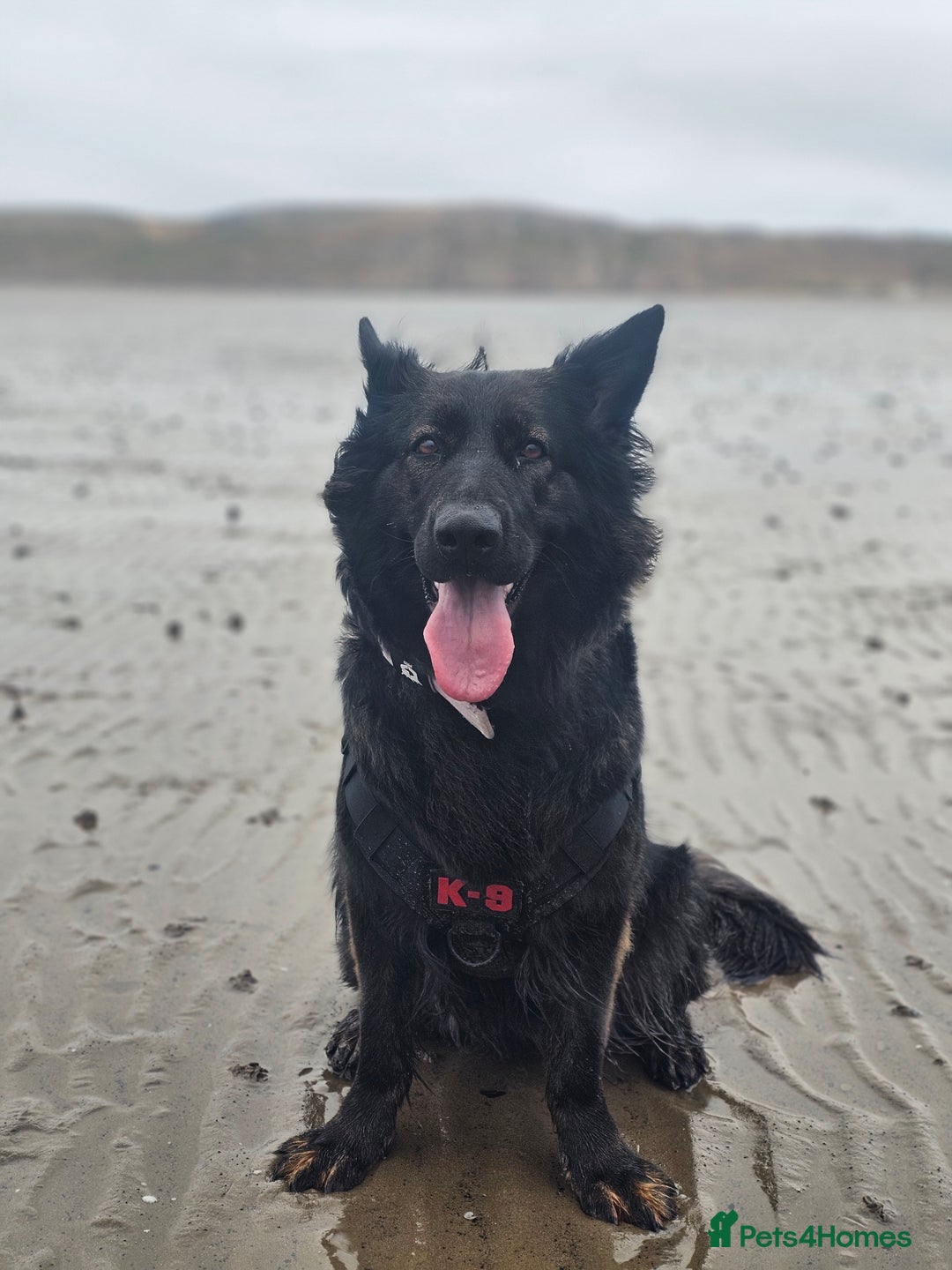 German Shepherd dogs for sale: KC Czech GSD  - Image 8