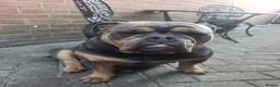 Olde English Bulldogge dogs for sale: Olde English Bulldogge male and female in Lincoln - Advert 5