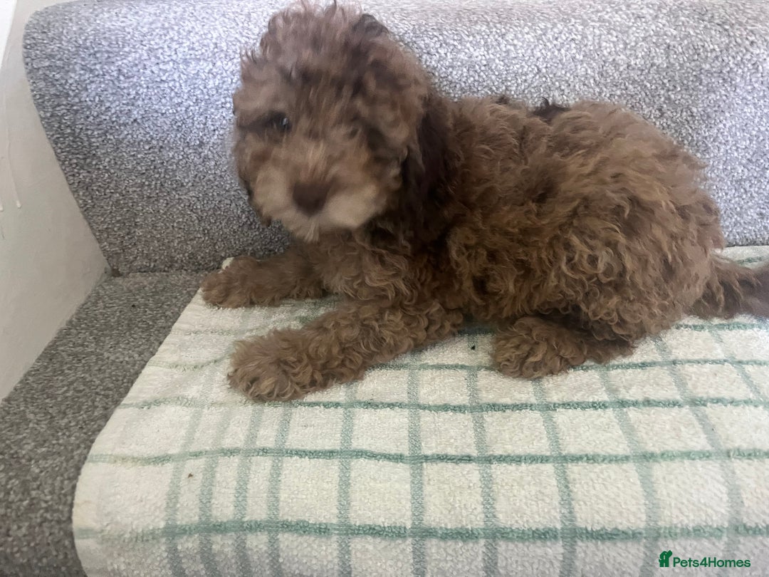 Cockapoo dogs for sale: Cockapoo puppies ready to find forever loving home - Image 3