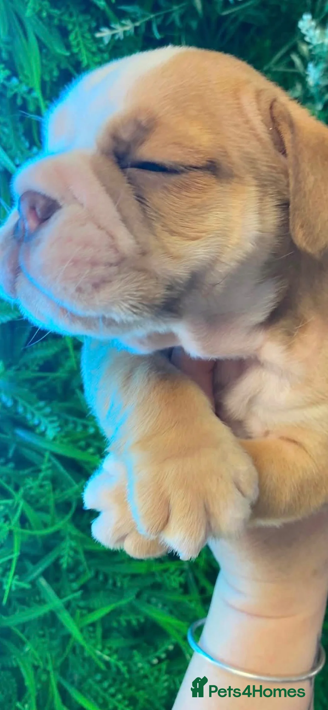 English Bulldog dogs for sale: English bull dogs  - Advert 2