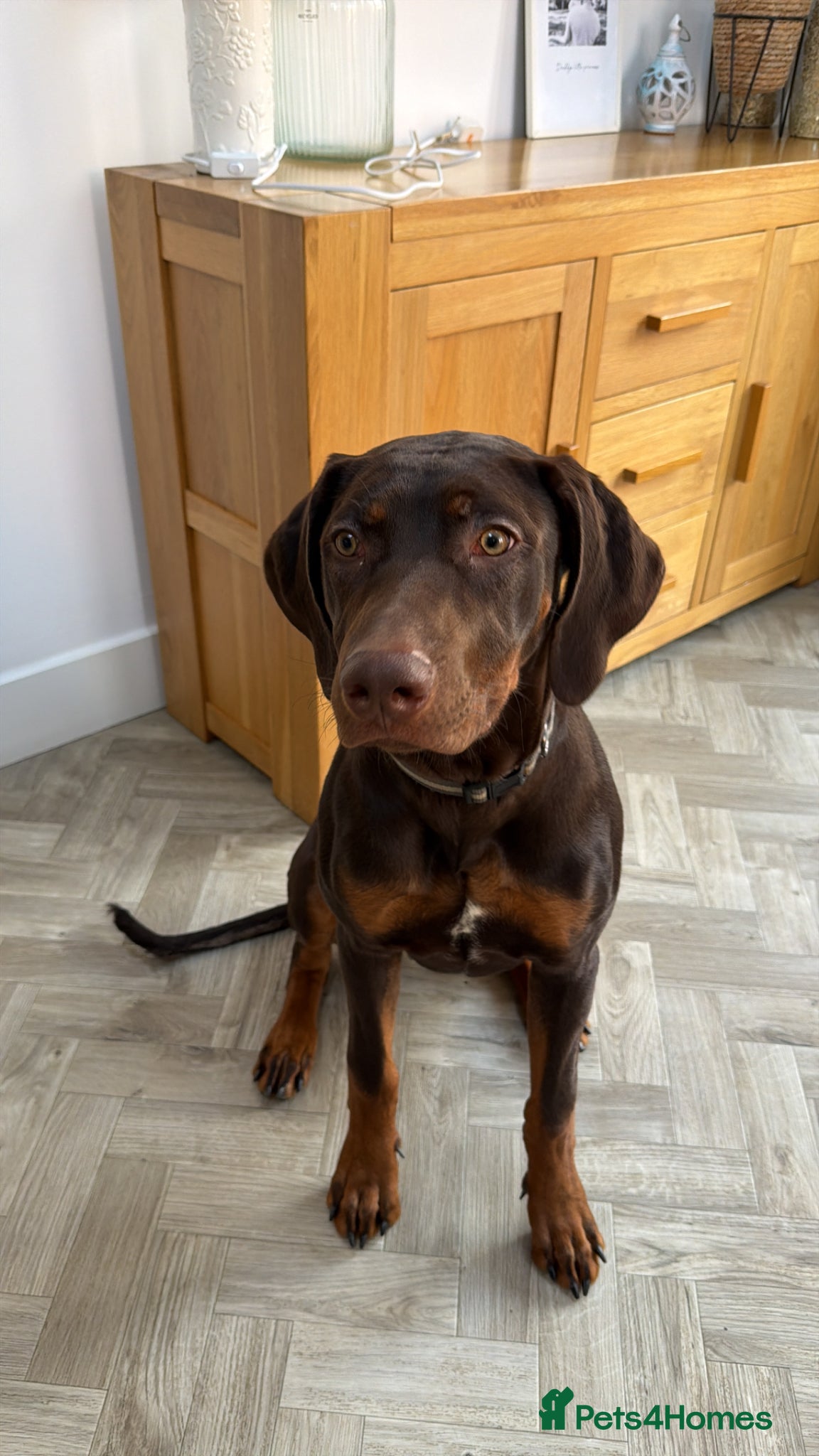 Rhodesian Ridgeback dogs KC registered Rhodesian ridgeback  8month old  - Advert 1