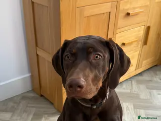 Rhodesian Ridgeback dogs KC registered Rhodesian ridgeback 8month old - Advert 1