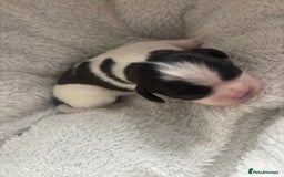 Cavalier King Charles Spaniel dogs for sale: Pugalier Pups ready for their new home!  - Image 20