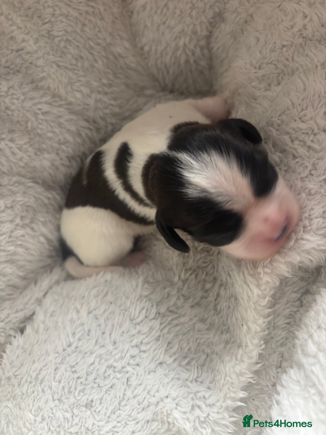 Cavalier King Charles Spaniel dogs for sale: Pugalier Pups ready for their new home!  - Image 20