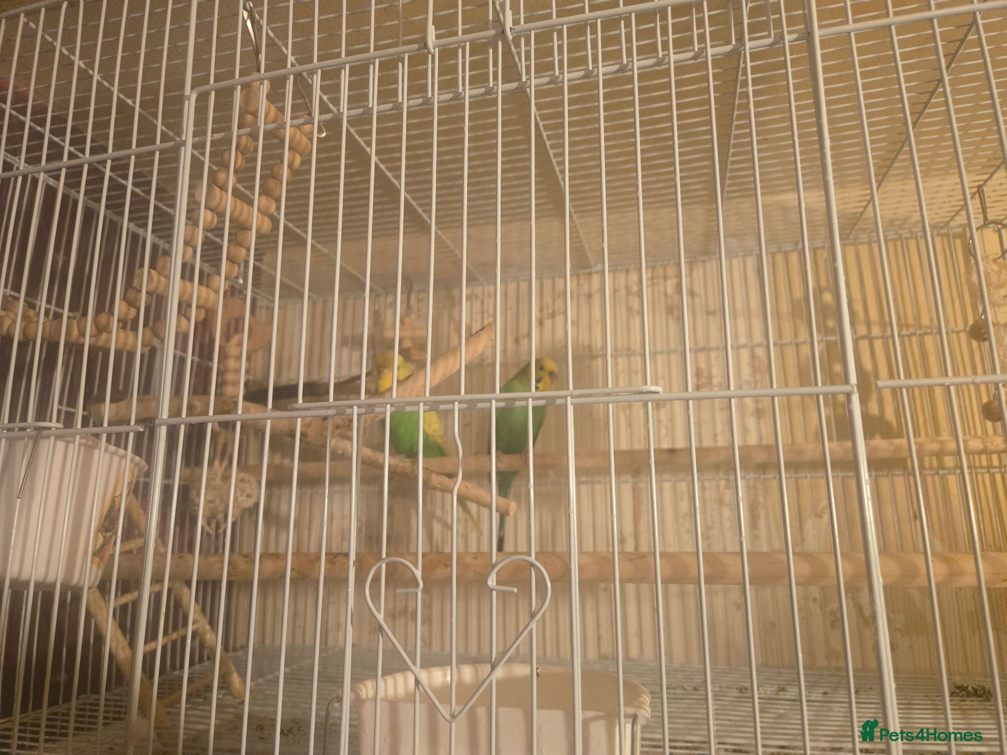 Budgerigars birds Budgie pair - Advert 6