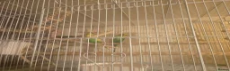 Budgerigars birds for sale: Budgie pair - Advert 1